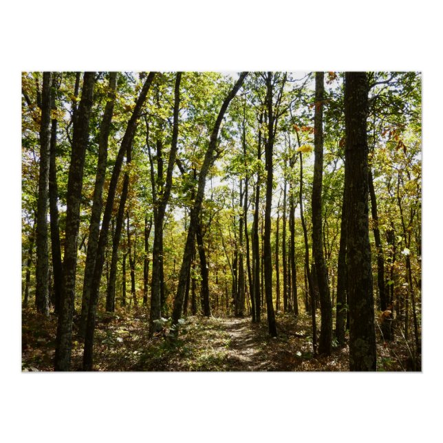 Póster Sendero Apalache en octubre en Shenandoah (Anverso)