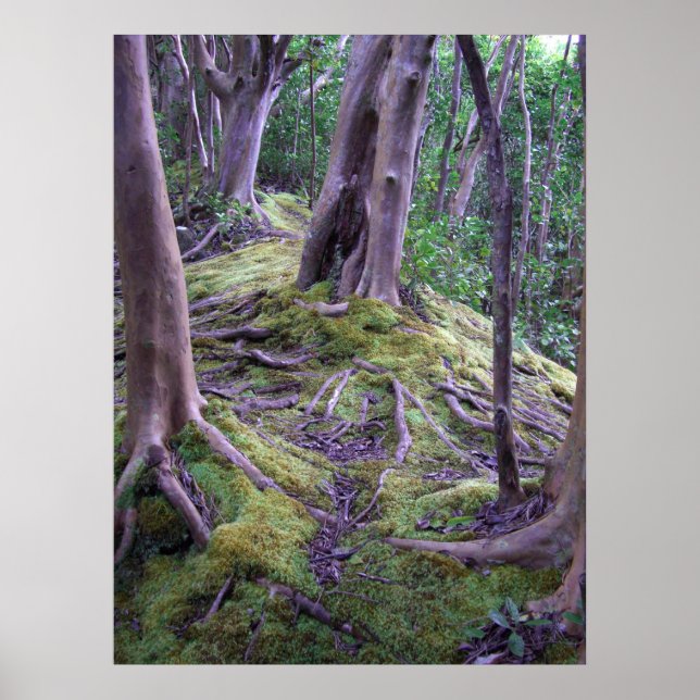 Póster Sendero cubierto de Moss (Frente)