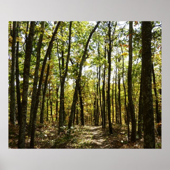 Póster Sendero de los Apalaches en octubre en Shenandoah (Frente)