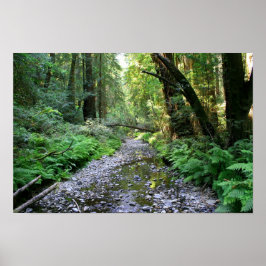 Póster "Sendero de los Fernés", Muir Woods