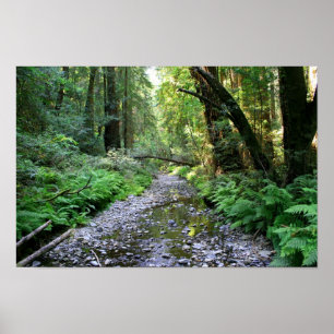 Póster "Sendero de los Fernés", Muir Woods