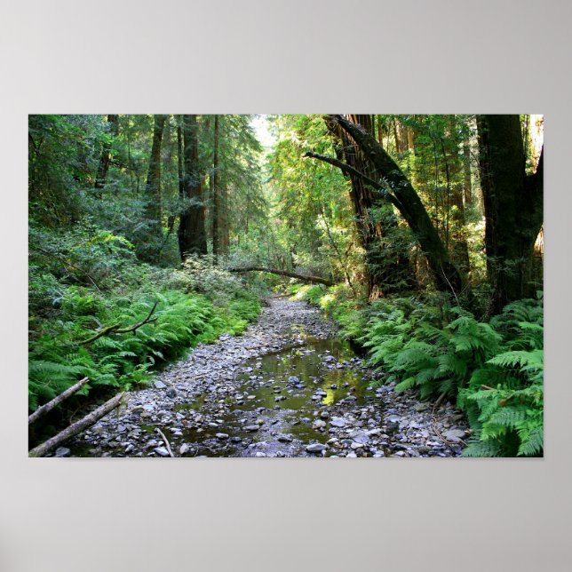Póster "Sendero de los Fernés", Muir Woods (Frente)