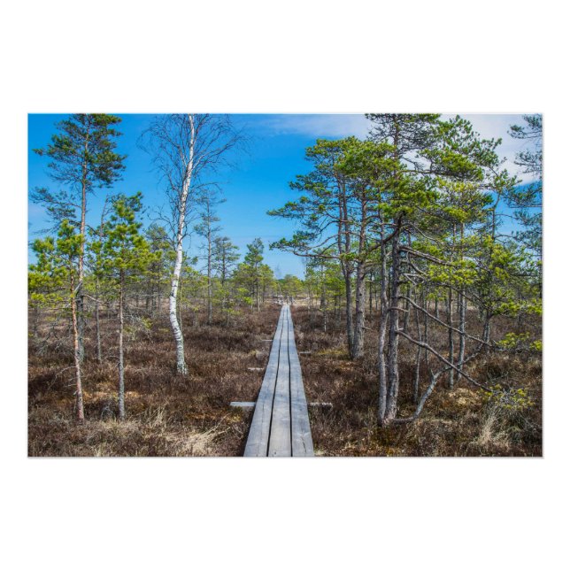 Póster Sendero de madera sobre pantano (Anverso)