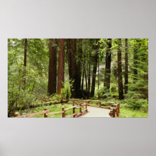 Póster Sendero de Muir Woods I Fotografía de la Naturalez