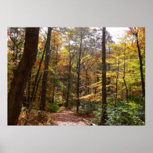 Póster Sendero de Otoño Iluminado por el Sol en Laurel Hi