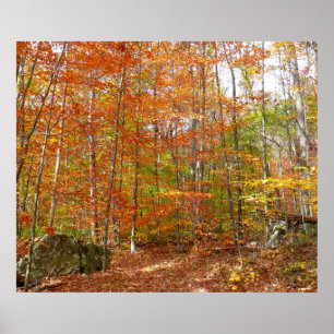Póster Sendero de otoño moteado de sol en Laurel Hill Par