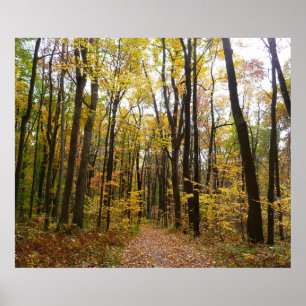 Póster Sendero de otoño y hojas doradas en Laurel Hill Pa
