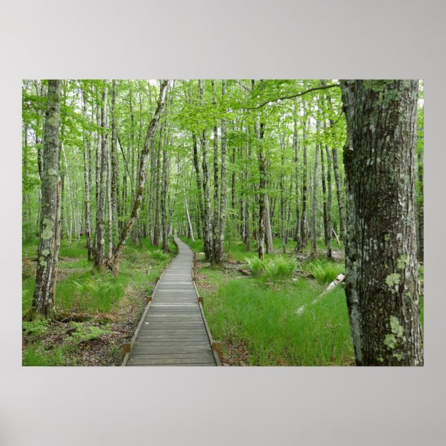 Póster Sendero de pasarela de Jesup Path (Frente)
