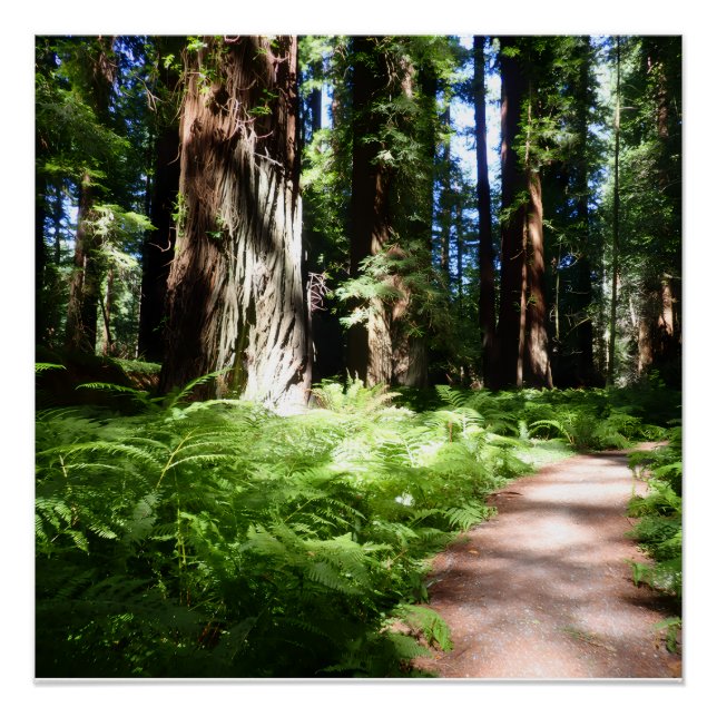 Póster Sendero de Secuoya (Anverso)