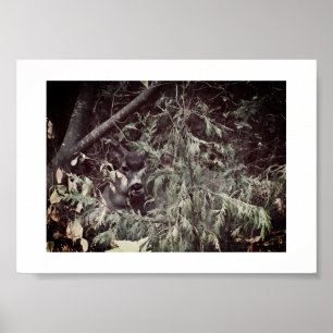 Póster Sendero de senderismo Sir Stag Yosemite Fotografía