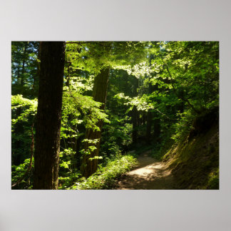 Póster Sendero desde Silver Falls