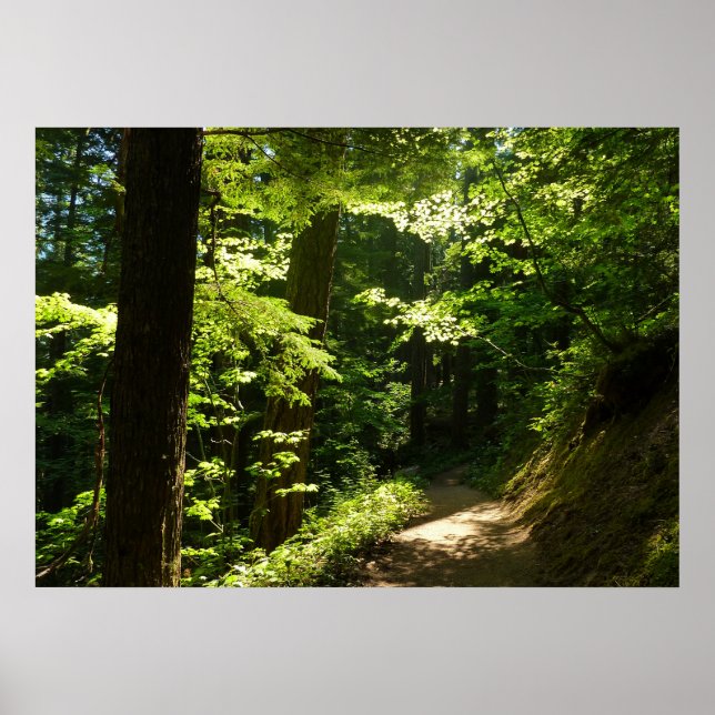 Póster Sendero desde Silver Falls (Frente)
