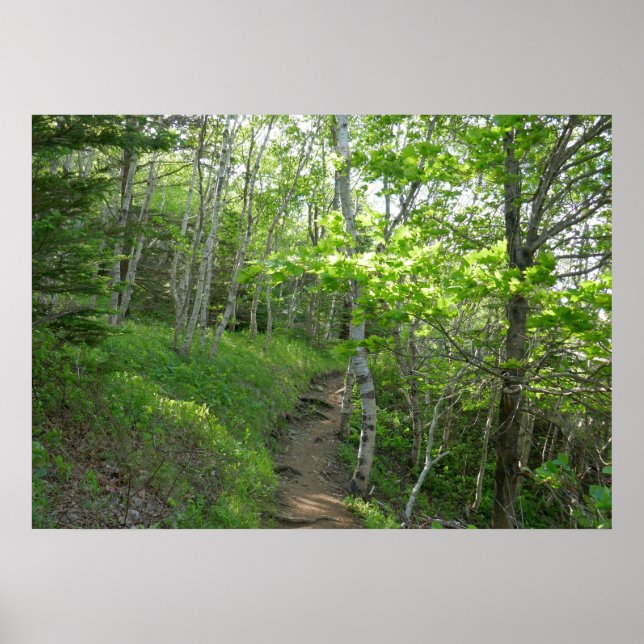 Póster Sendero forestal en el Parque Nacional Acadia (Frente)