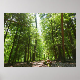 Póster Sendero Hemlock en el Parque Estatal Laurel Hill I
