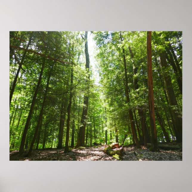 Póster Sendero Hemlock en el Parque Estatal Laurel Hill I (Frente)