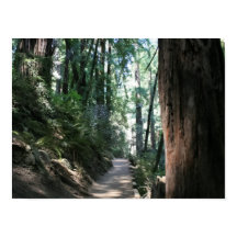 "Sendero Hillside", Muir Woods