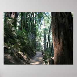 Póster "Sendero Hillside", Muir Woods