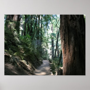 Póster "Sendero Hillside", Muir Woods