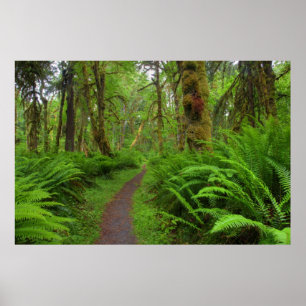 Póster sendero Maple Glade, helechos y musgo cubierto