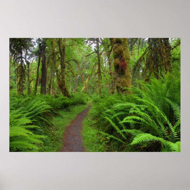 Póster sendero Maple Glade, helechos y musgo cubierto (Frente)