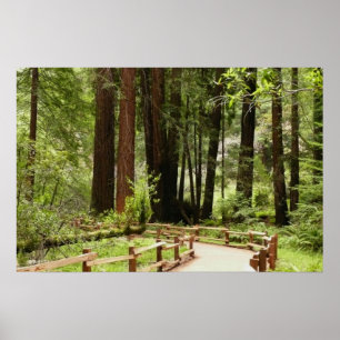 Póster Sendero Muir Woods I Fotografía de la Naturaleza