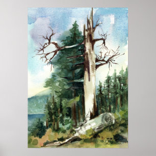 Póster Sendero para Caminar Árboles del Bosque Vista de M