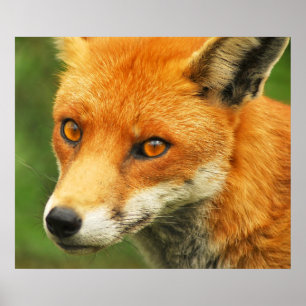 Póster Señora astuta