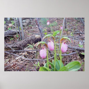 Póster Señora deslizadores de las flores salvajes