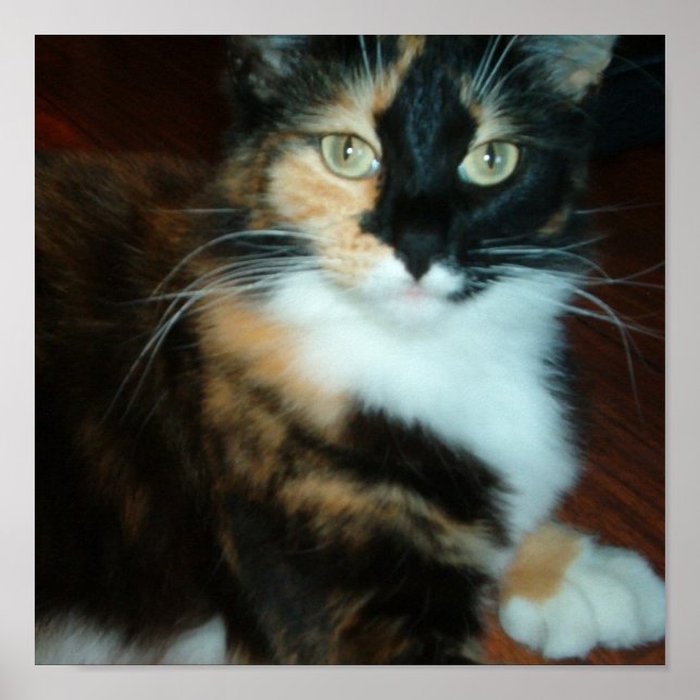 Póster Señorita. Gatito (Frente)