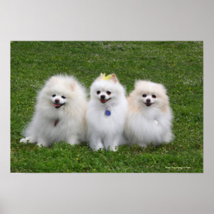 Póster Sentada de 3 Pomeranians