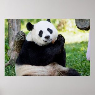 Póster Sentada de la panda gigante