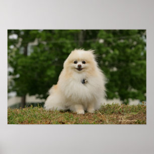 Póster Sentada de Pomeraning