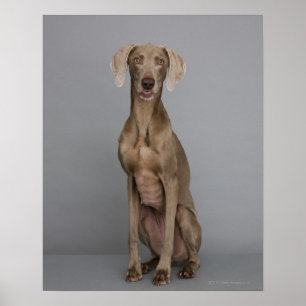 Póster Sentada de Weimaraner, tiro del estudio
