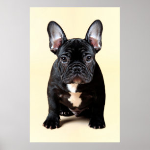 Póster Sentada del perrito del bulldog francés