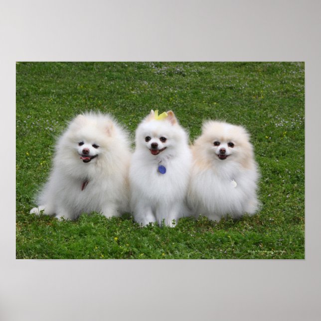 Póster Sentado en Pomeranios (Frente)