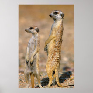 Póster Sentinelas de suricata (Suricata suricatta), Karas