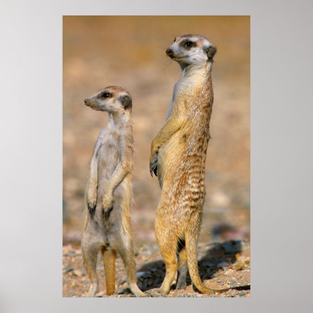 Póster Sentinelas de suricata (Suricata suricatta), Karas (Frente)