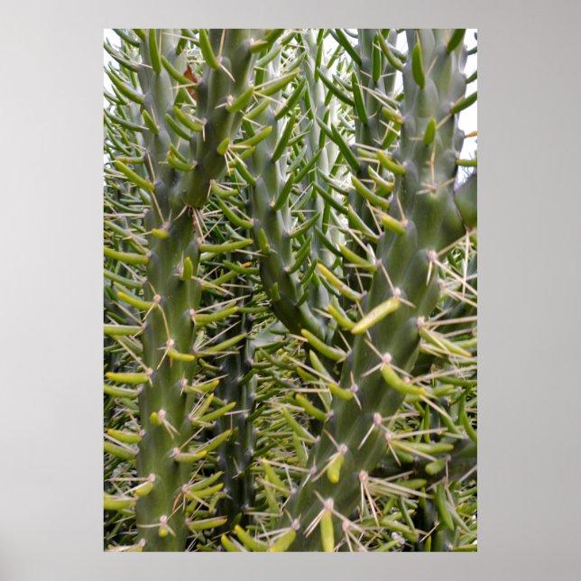Póster "Sentineles verdes: La rapaz Majestad de Cactus (Frente)