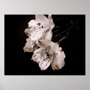 Póster Sepia Alstroemeria Lily Poster