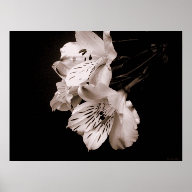 Póster Sepia Alstroemeria Lily Poster (Frente)
