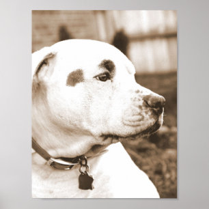 Póster sepia blanca dulce de cachorro odio no raza