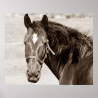 Sepia Brown Horse