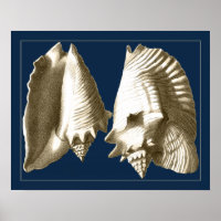 Sepia Conch Seasheles