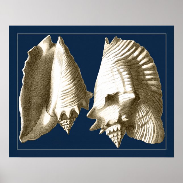 Póster Sepia Conch Seasheles (Frente)
