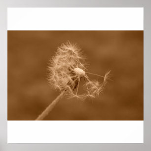 Póster Sepia Dandelion Poster/Imprimir