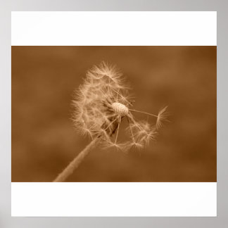 Póster Sepia Dandelion Poster/Imprimir