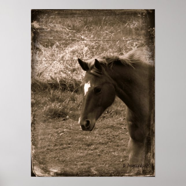 Póster Sepia Grunge Horse (Frente)