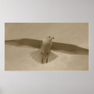 Póster Sepia Gull