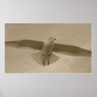 Póster Sepia Gull