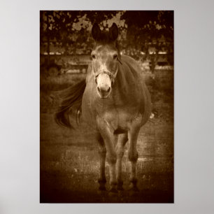 Póster Sepia Hola ahí